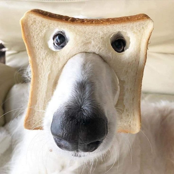 Создать мем: веселая собака, собака с хлебом на голове, собака с хлебом на морде