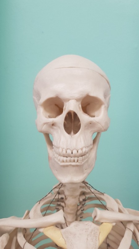 Создать мем: модель скелета, модель скелета человека, человеческий скелет