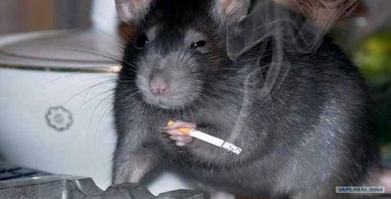 Создать мем: крыса хитрая, мышь с сигаретой, крыса