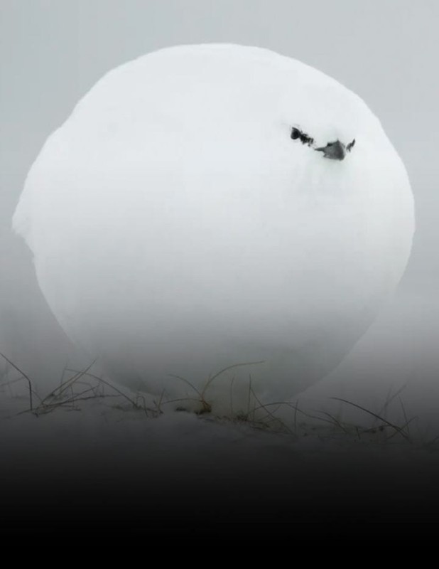 Create meme: nature , snow globe, snowball
