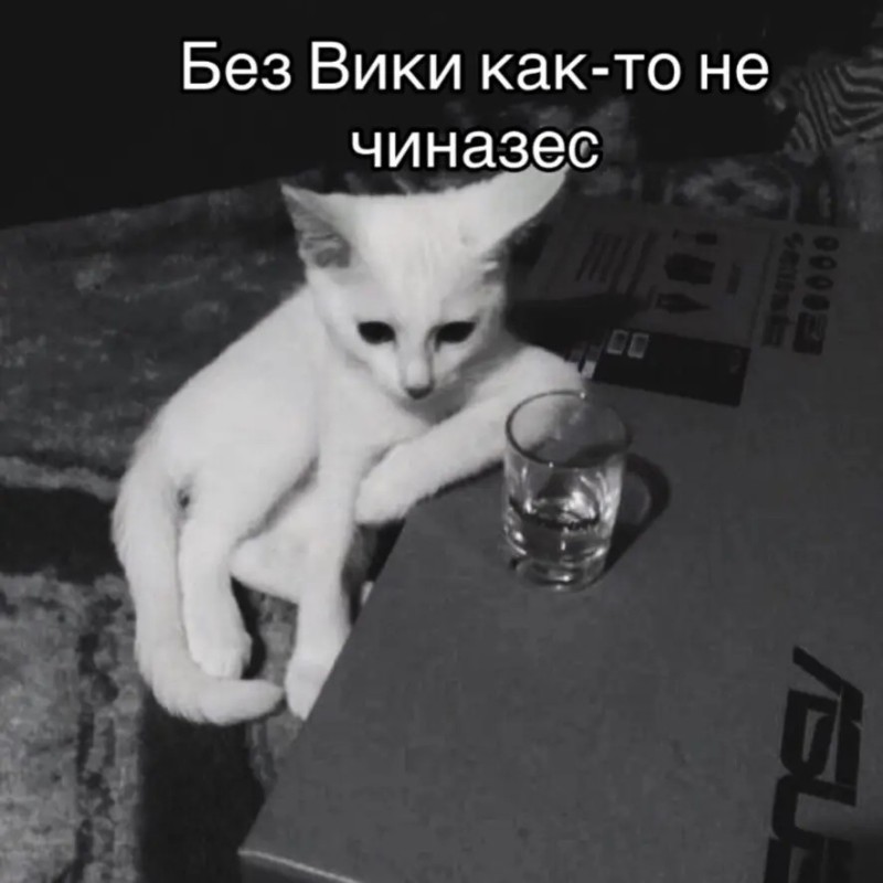 Create meme: white cat , cats , the cat depressed 