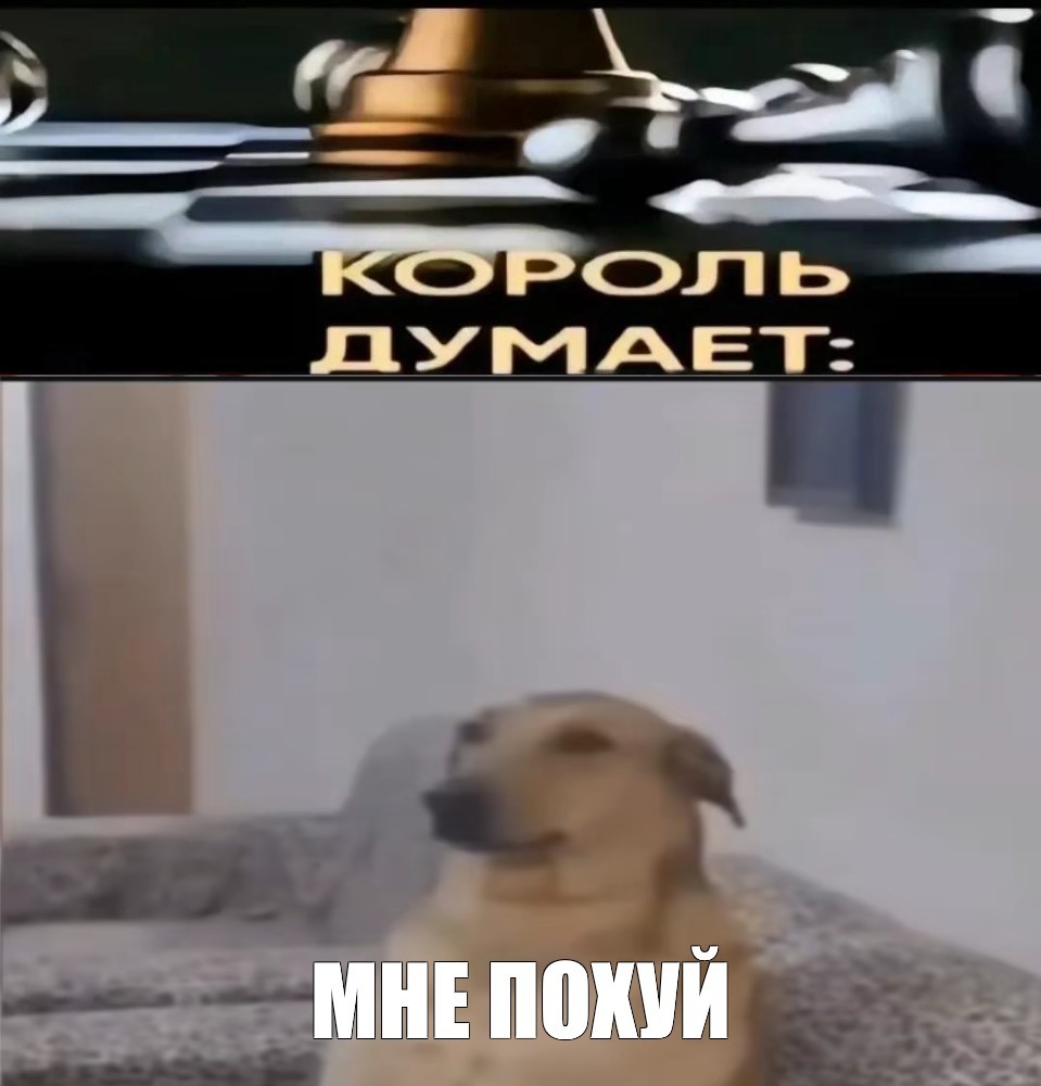 Create meme: memes , The dog thinks a meme, dog 