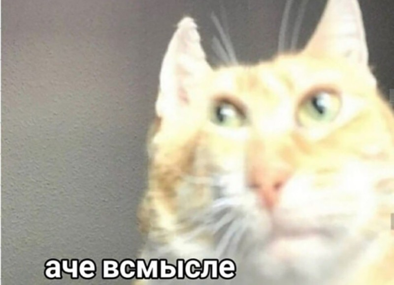 Create meme: memes , memes with cats , meme cat 