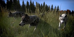 Создать мем: wolfquest anniversary edition волчата, симулятор волка, wolfquest anniversary edition щенки