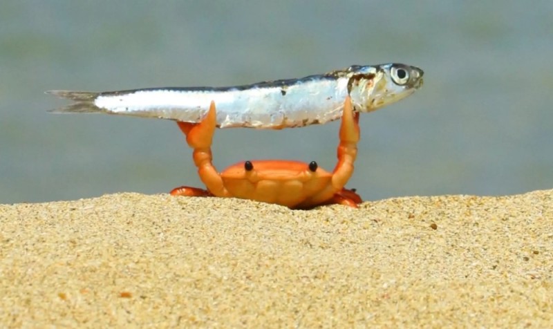 Create meme: crab , the crab is small, small crabs