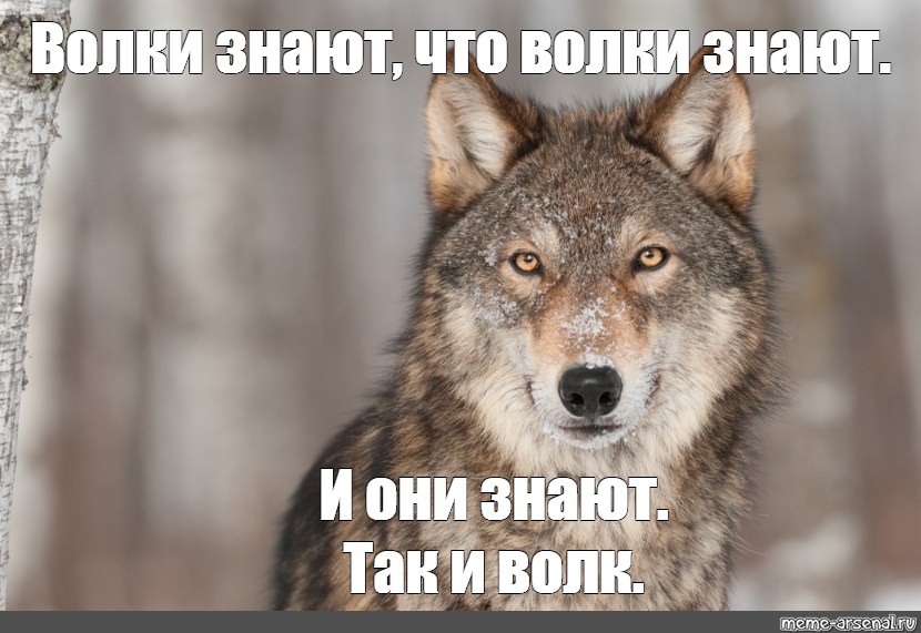 Пацанский волк. Волк Мем. Мемы с волками. Смешные фразы про Волков. Воля Мем.