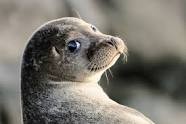 Создать мем: тюлень морской котик, тюлень маленький, милый тюлень