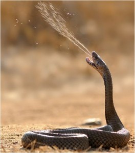 Создать мем: мозамбикская плюющаяся кобра, ошейниковая кобра, змея плюет ядом