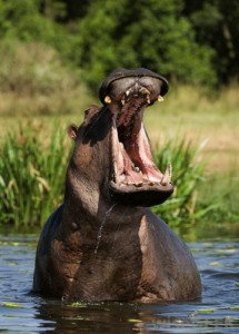 Create meme: yawn, Hippo, Hippo