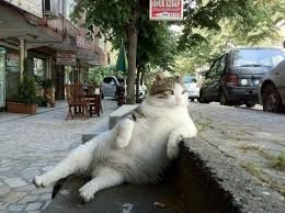 Create meme: istanbul cats, funny cats , real cat 