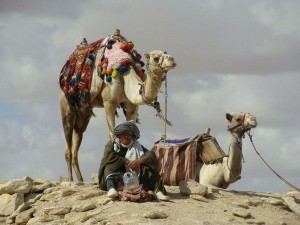 Создать мем: верблюд в пустыне, природа и занятия населения аравии бедуины, бедуины в египте