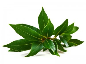 Create meme: camphor without background, Bay leaf, camphor png