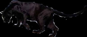 Create meme: the fur of a Panther, a black cat running animation, werewolves Panther pardus