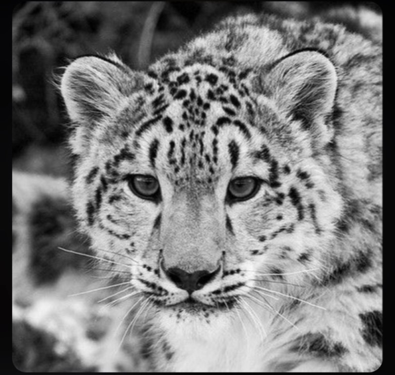 Create meme: snow leopard, snow leopard, irbis