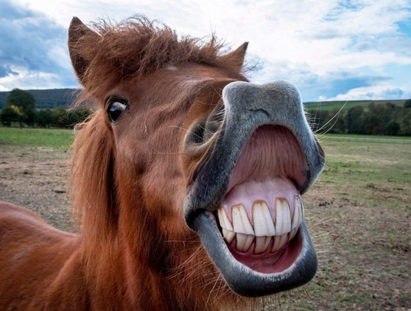Создать мем: улыбающаяся лошадь, конь с зубами, лошадь улыбка