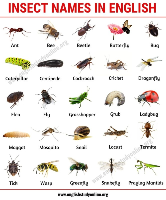 Создать мем: список насекомых, animals and insects на английском, насекомые in english