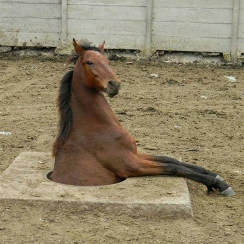 Создать мем: сидящая лошадь, сидячая лошадь, лошадь