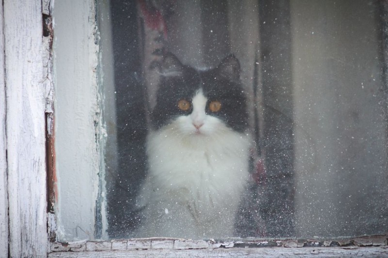 Создать мем: животные коты, кот грустит и смотрит в окно, кот в окне