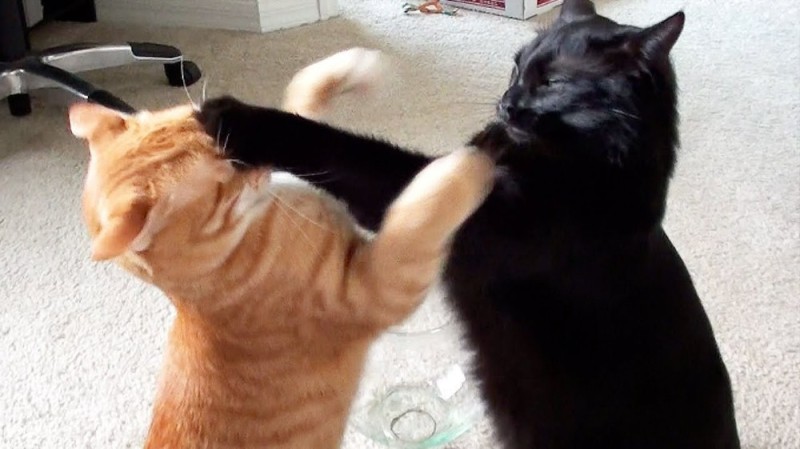 Create meme: cat cat, fighting cats, cat 