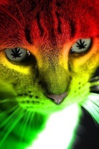 Кот в конопле как выгнать марихуану с крови