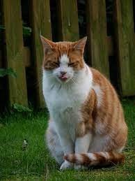 Create meme: red cat, cat sitting, cat ginger white
