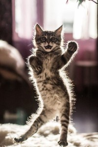 Создать мем: кот, cat dance, cat dancing