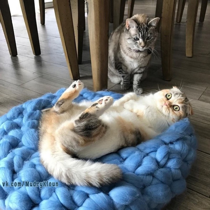 Create meme: the bed for the cat, a bed for a yarn cat, kitty 
