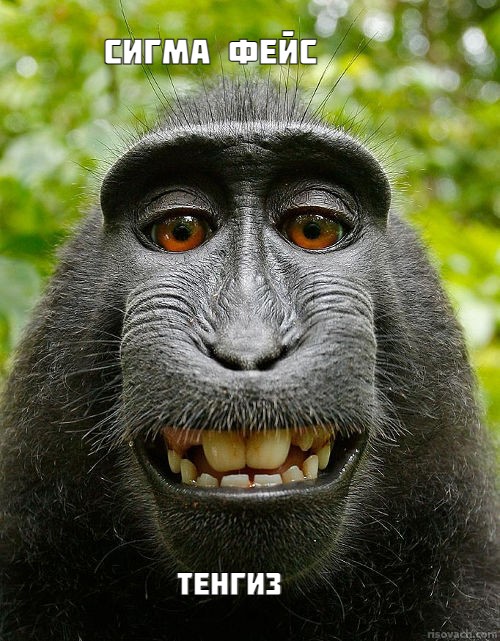 Create meme: sirapuka macaque, macaque monkey, monkey 