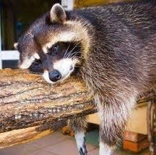 Create meme: 5 differences in the VC raccoons, animals, tired raccoon
