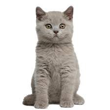 Создать мем: british shorthair cat, британские короткошерстные котята, британская кошка