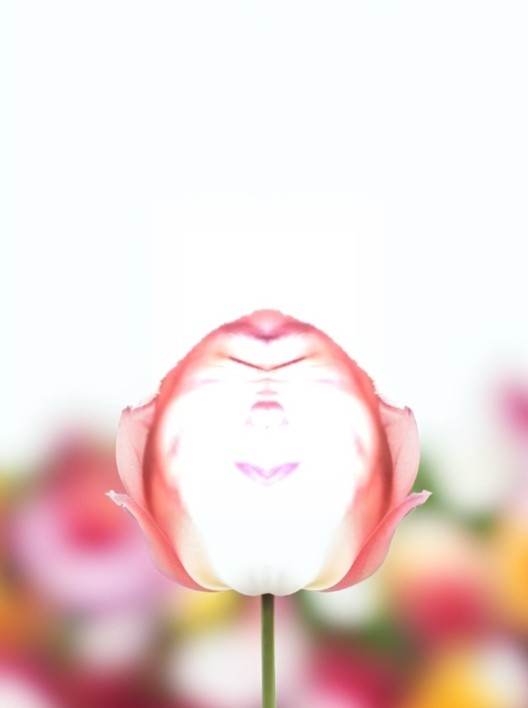 Создать мем: тюльпан pink cameo, бутон розы, тюльпан аффэр (триумф)
