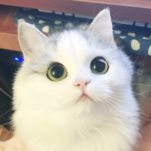 Create meme: animals cats, cat cute, cat