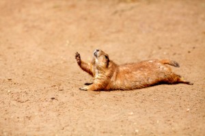 Create meme: gopher, marmot, Prairie dog