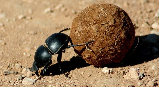 Create meme: the beetle beetle , dung beetle , the scarab 