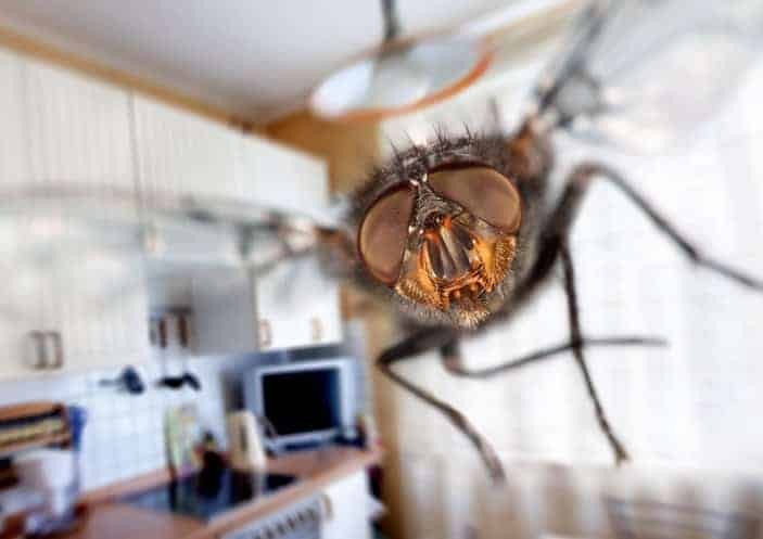 Создать мем: комнатная муха, мухи в доме, дератизация