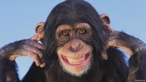 Create meme: chimpanzees , smile chimpanzees, smiling monkey