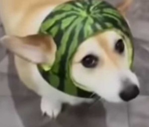 Создать мем: смешные собаки, животные, собака в шлеме из арбуза