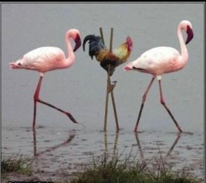 Создать мем: петух и фламинго мем, flamingo, петух на ходулях среди фламинго