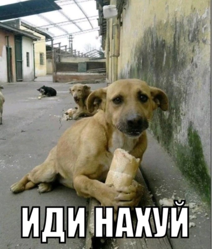 Create meme: the dog with the loaf went, a stray dog, homeless animals 