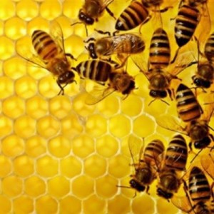 Create meme: bee, honey, honey bee