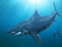 Create meme: shark , The world's largest megalodon shark, giant shark megalodon