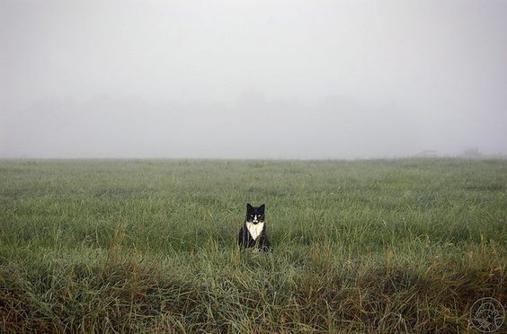 Create meme: cat , foggy landscape, bear dog