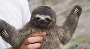 Создать мем: ленивец, sloth