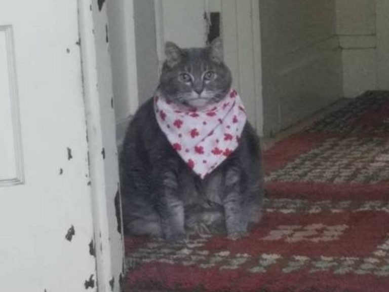 Create meme: cat, a fat cat in a bib, cat 