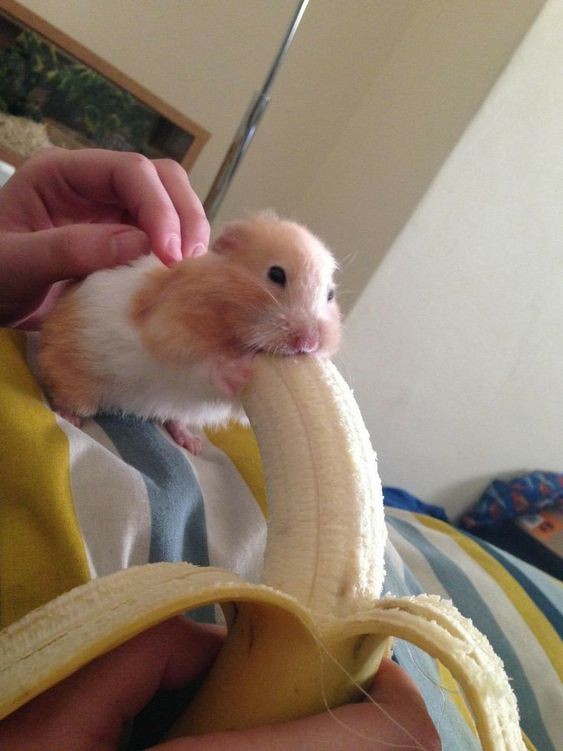 Create meme: banana hamster, hamster eats banana, hamster and banana joke