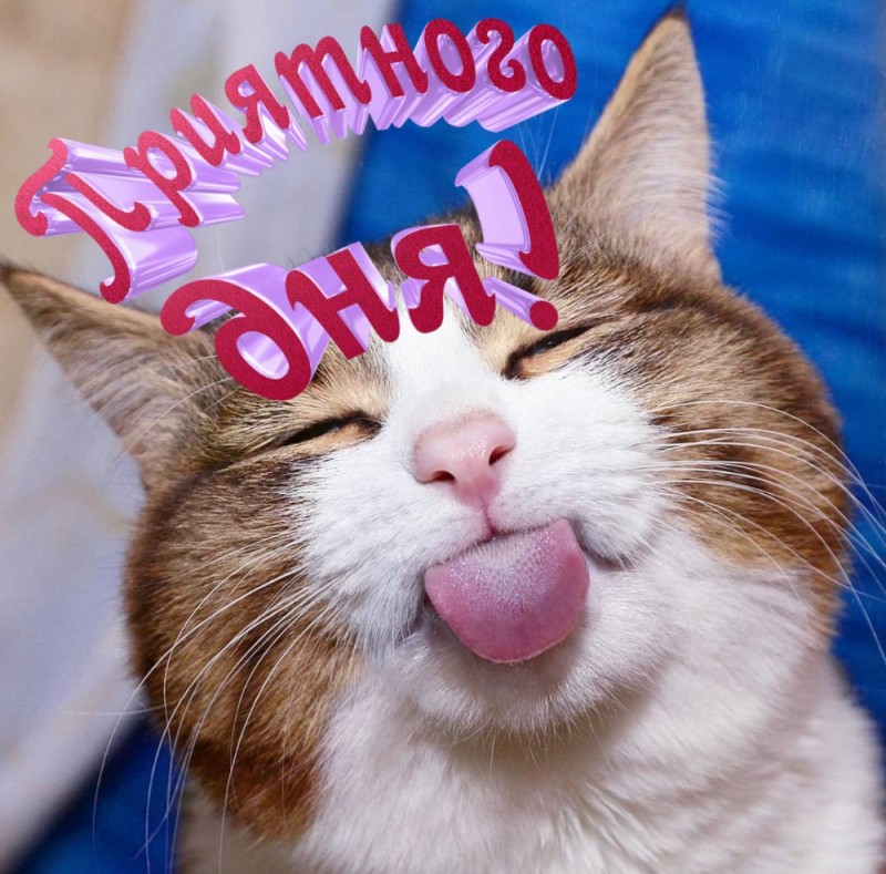 Создать мем: улыбчивый кот, доброе утро смешные открытки, животные милые