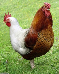 Create meme: Cockerel, breed chickens, Lohmann brown, the cock bird