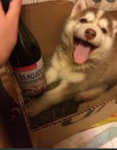 Create meme: Alaskan Malamute, Alaskan Malamute dog, husky