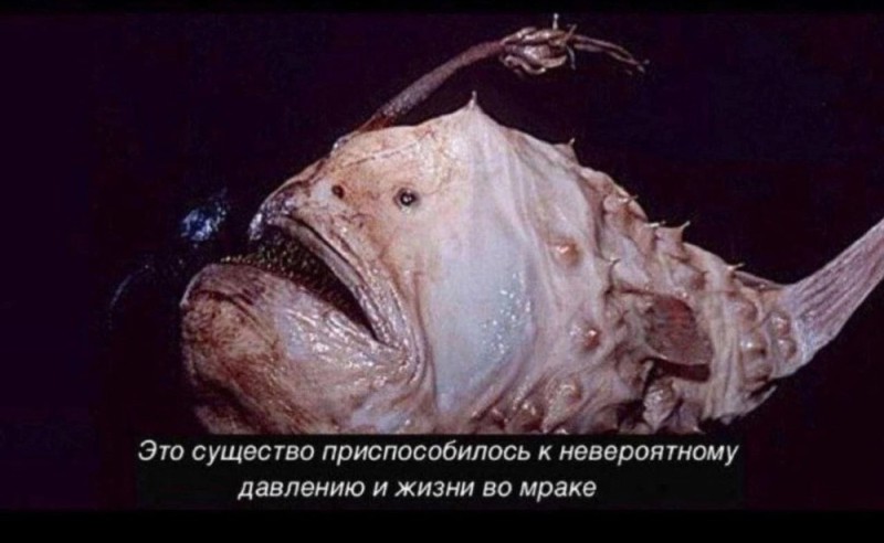 Create meme: deep sea angler, monkfish angler, angler fish male