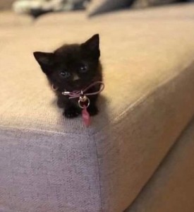 Create meme: cat, cat black, animals cute